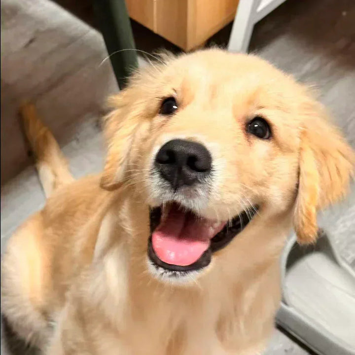 愛犬のしあわせなしっぽ、最高の一瞬を形に残す